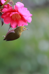 野鳥（メジロ）