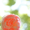 眩しい薔薇