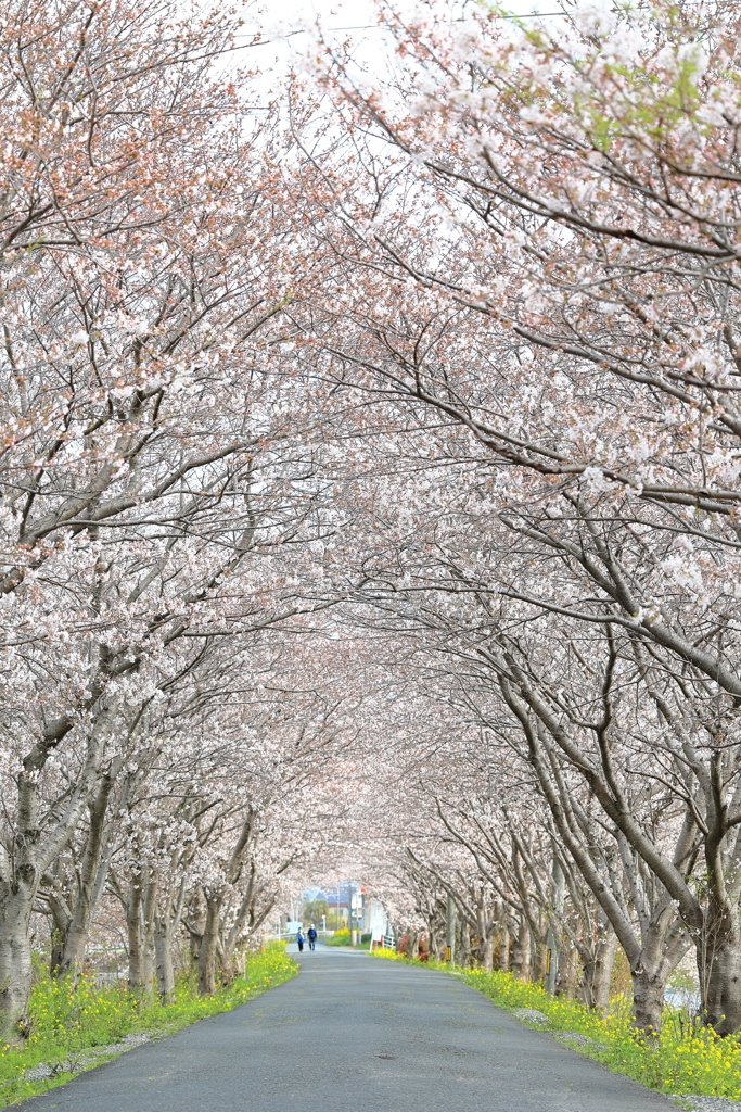 桜街街道