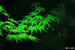 新緑の森