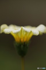 バランス