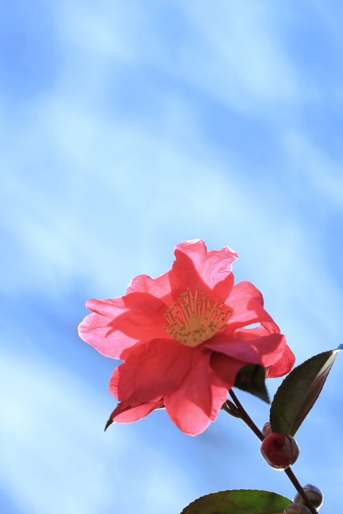 春よ来い