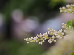 雨にも負けず