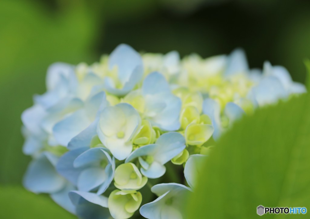 梅雨の華