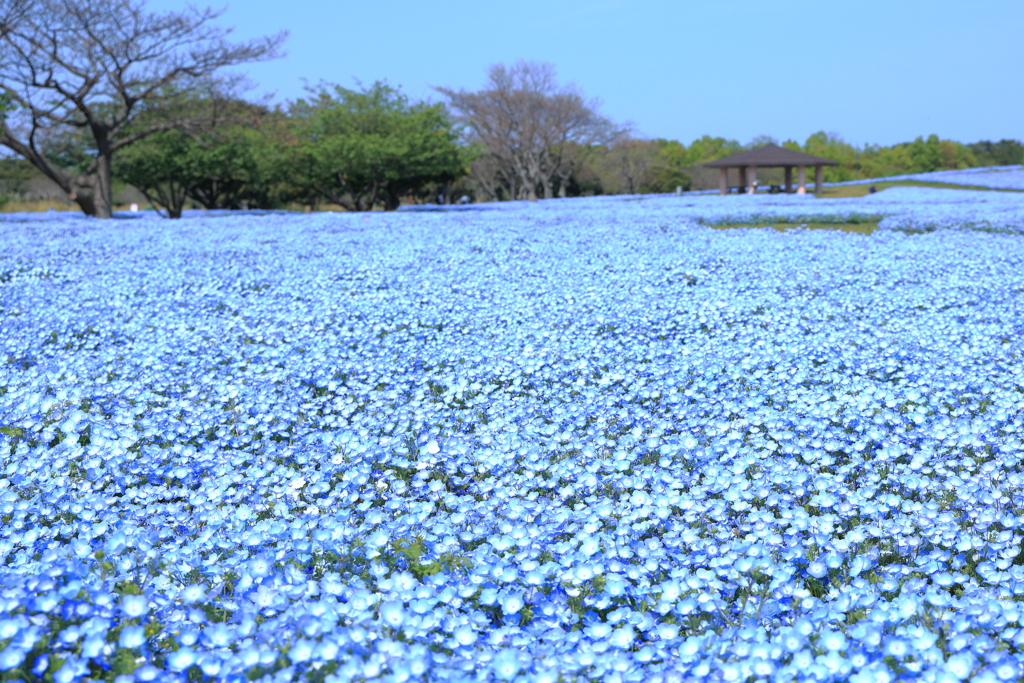 青の広場