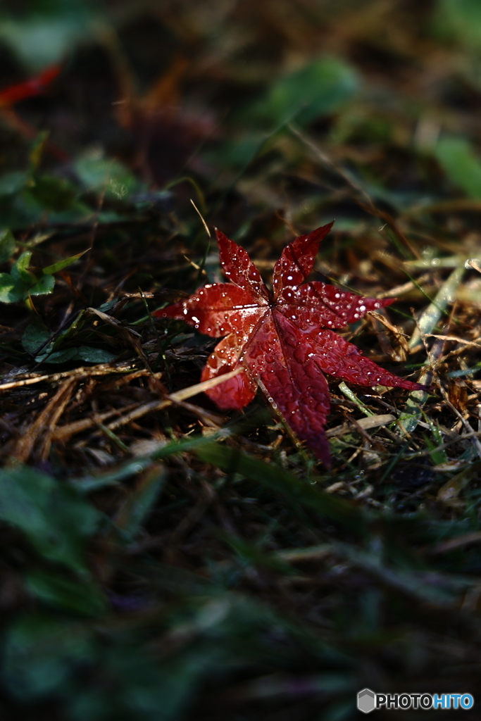 一枚の紅葉
