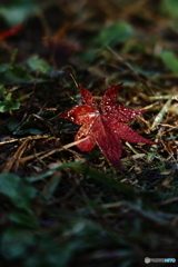 一枚の紅葉