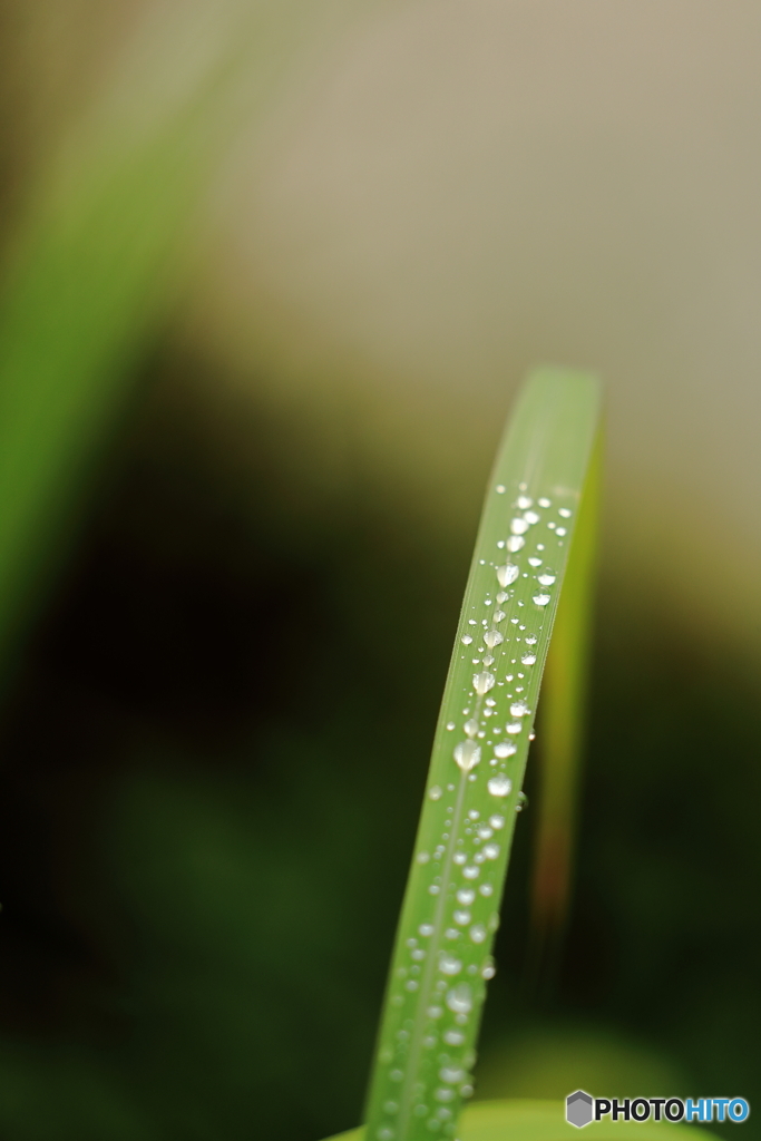 朝露