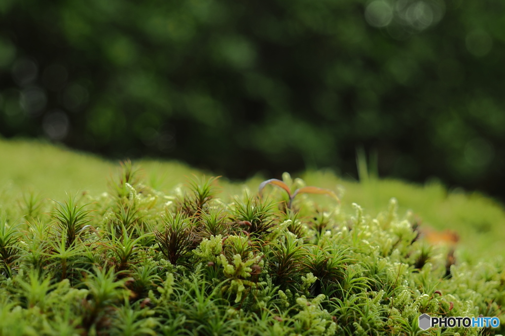 苔の丘