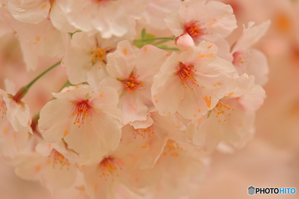 満開桜