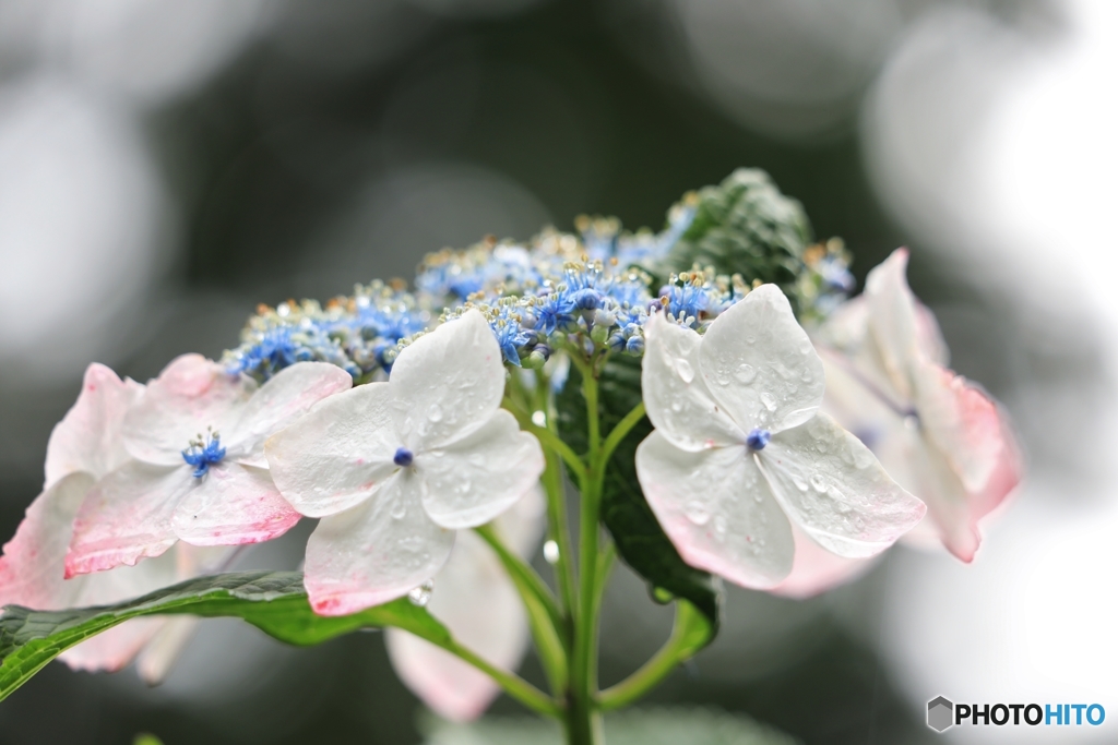 恵みの雨