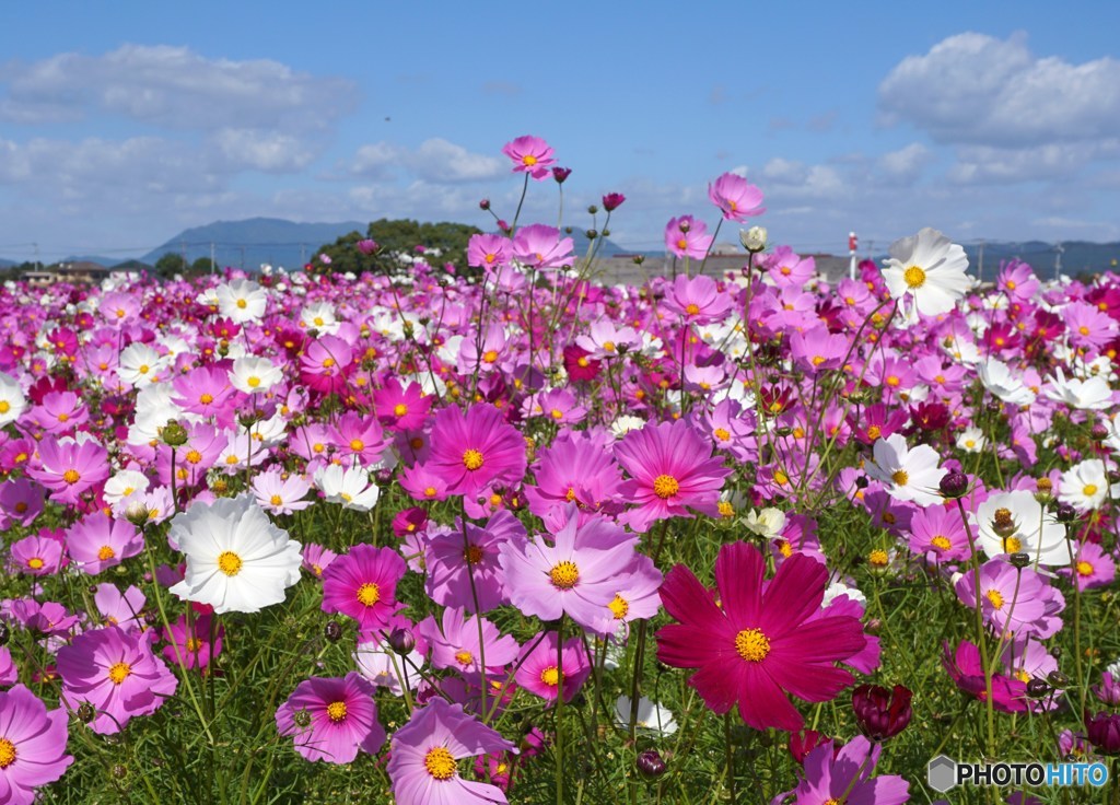秋の花畑