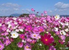 秋の花畑