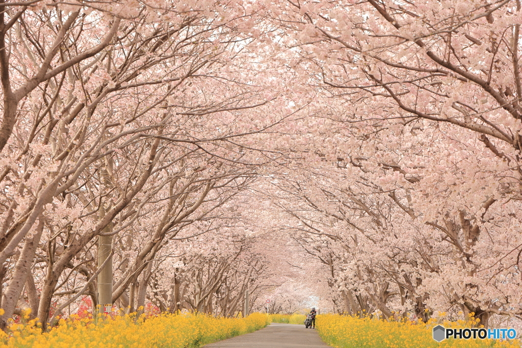 桜と菜の花ロード