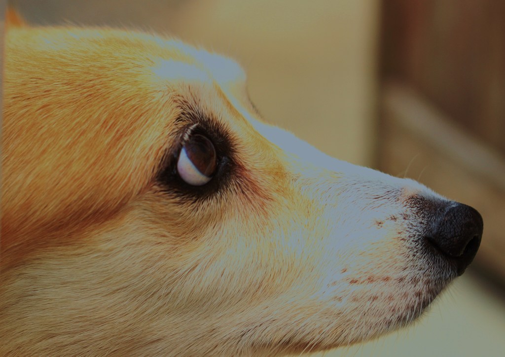 愛犬（ラム）