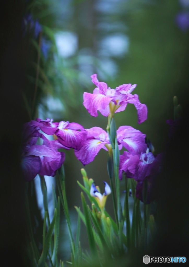 額縁菖蒲