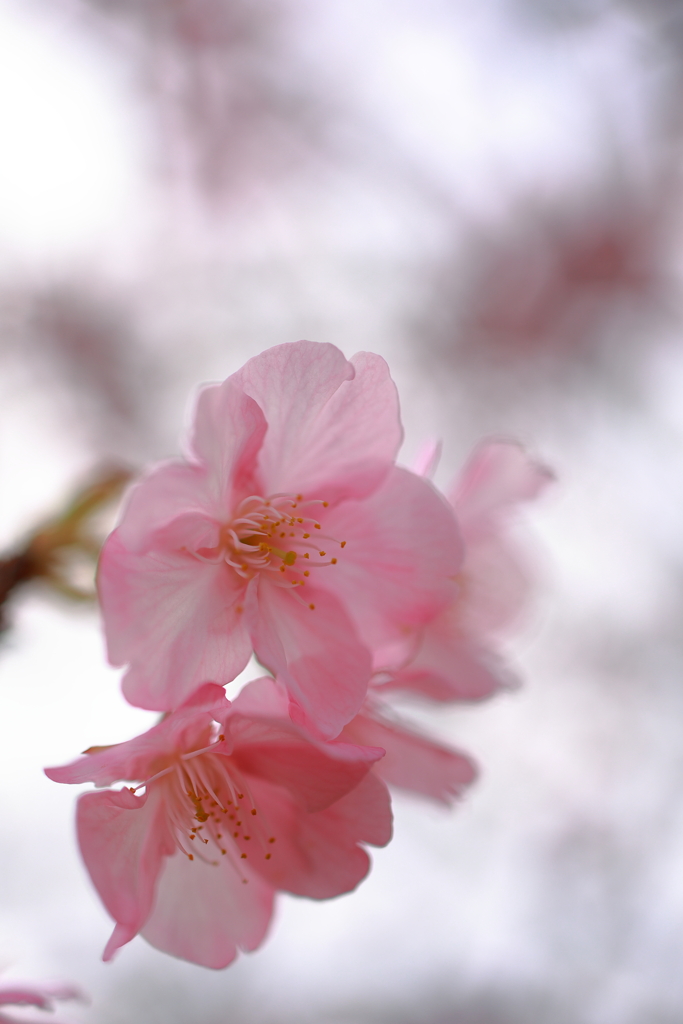 春の梅