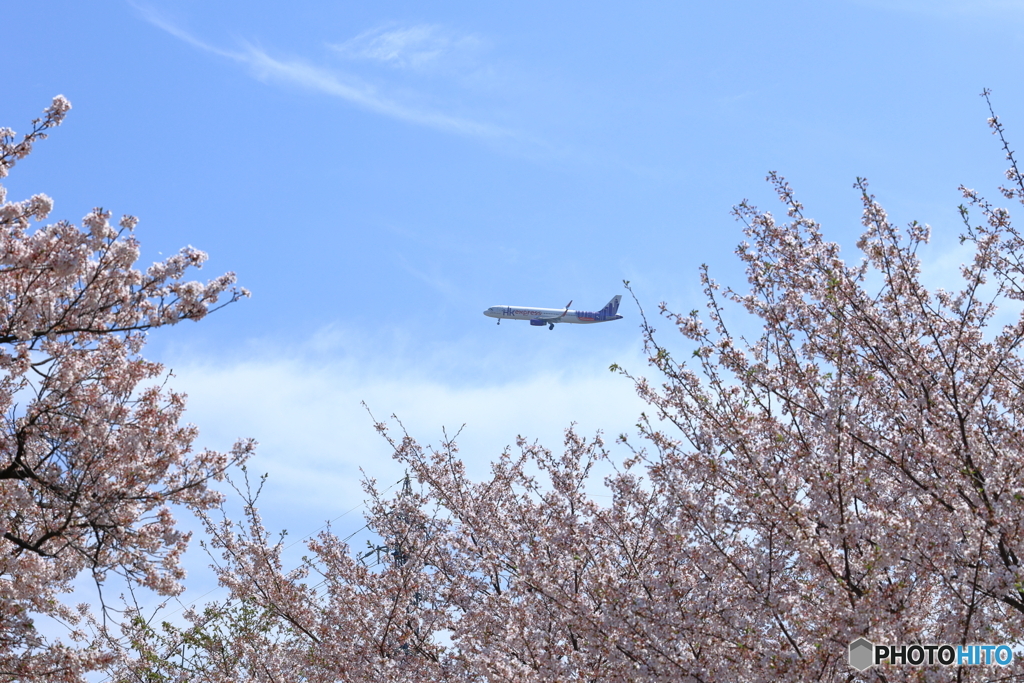 桜とジェット