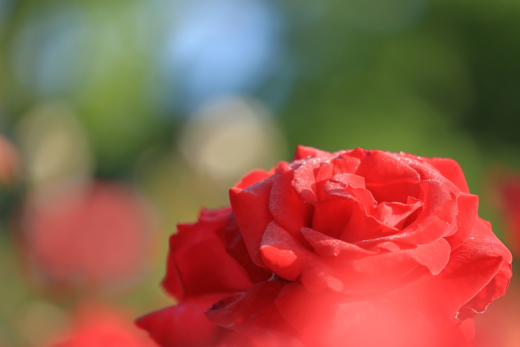 真赤な薔薇