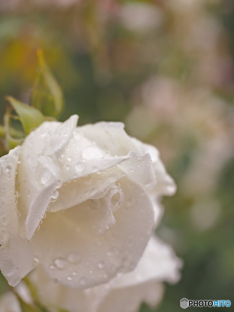 雨にも負けず