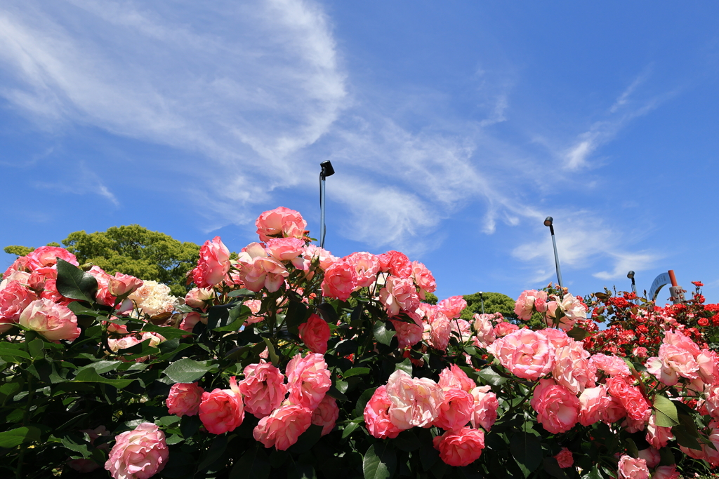 青空と薔薇