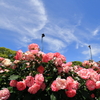 青空と薔薇