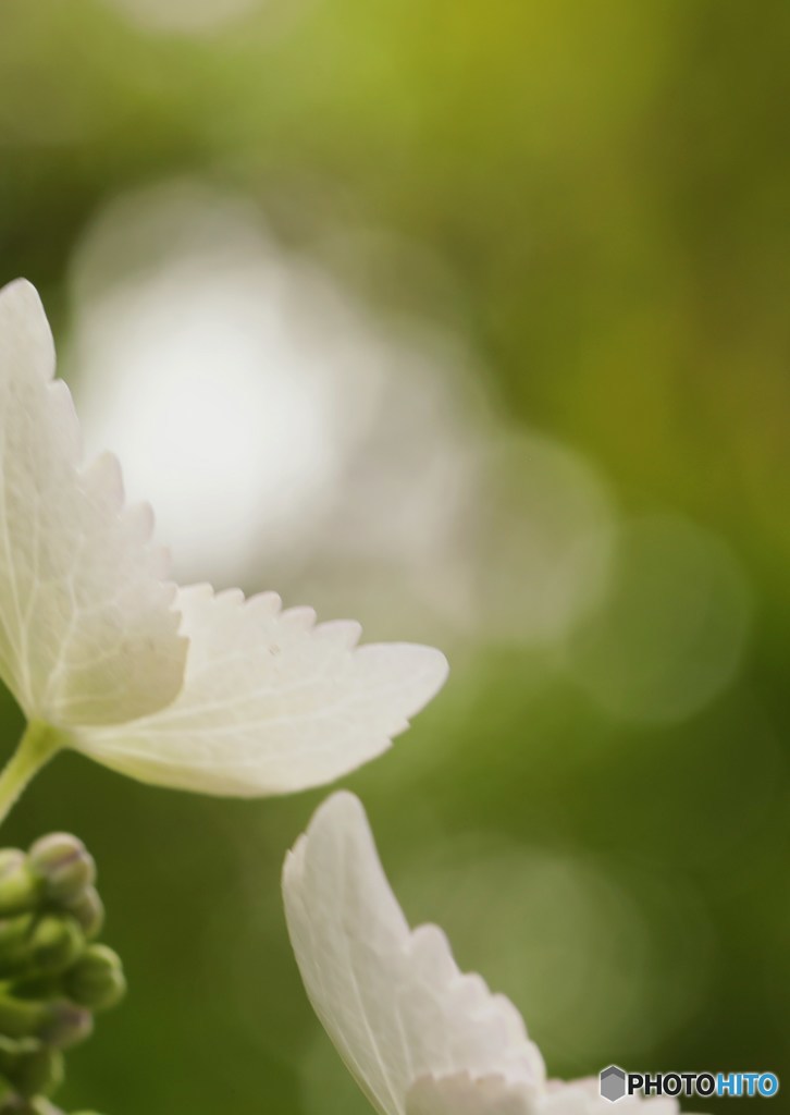紫陽花の舞