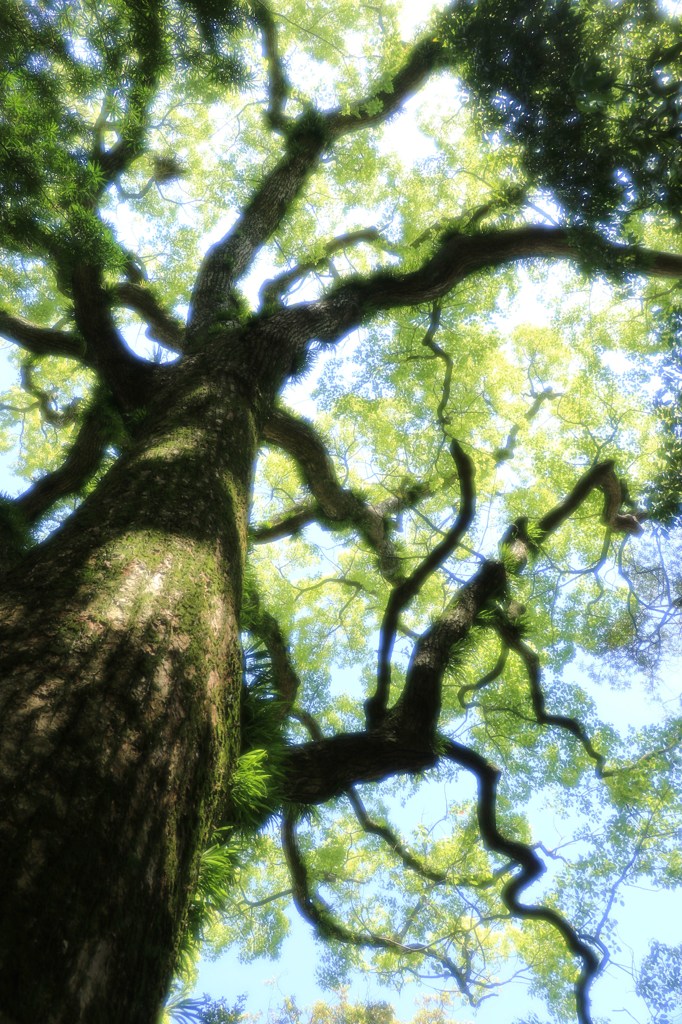 王者の樹