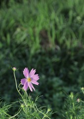 秋が来た