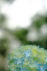 紫陽花園①