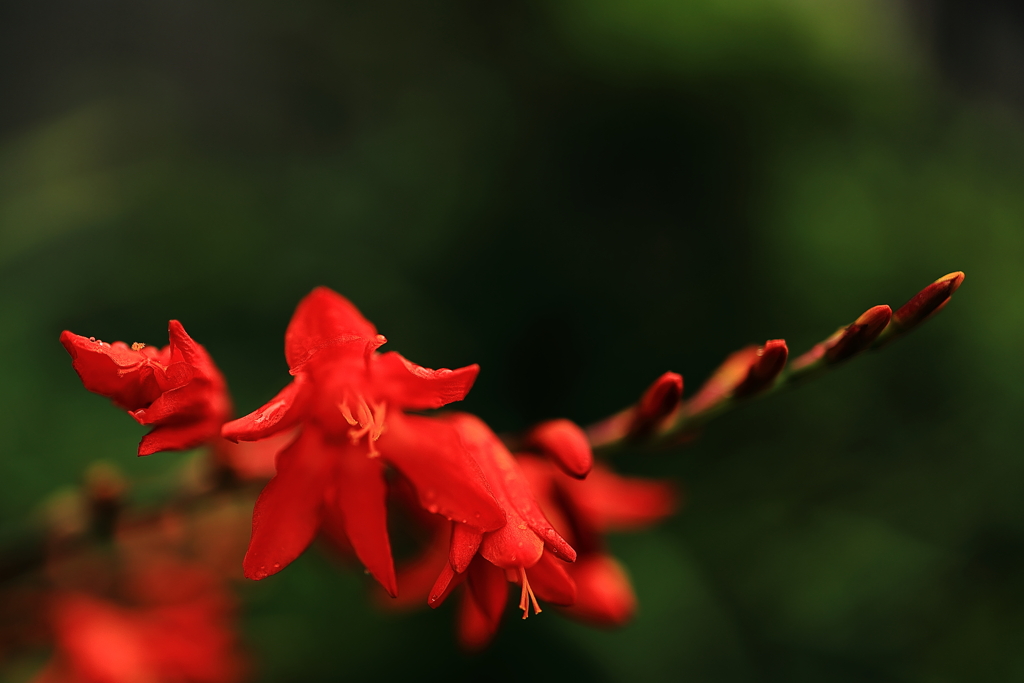 雨上がりの花