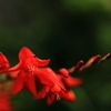 雨上がりの花