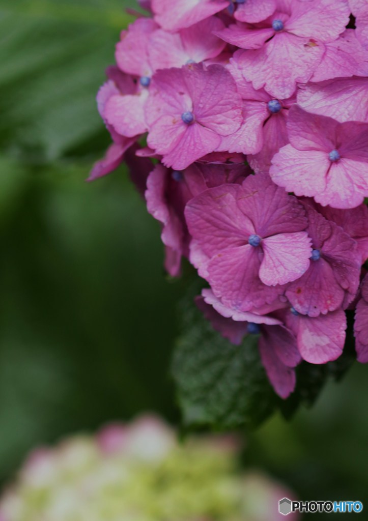 紫陽花の水浴び