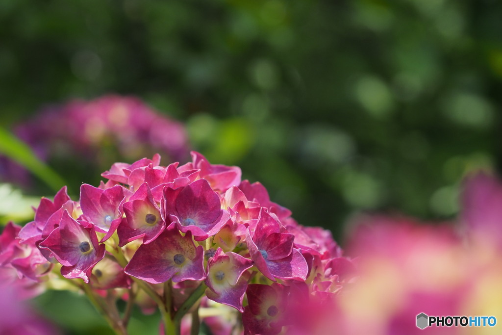 眩しい紫陽花