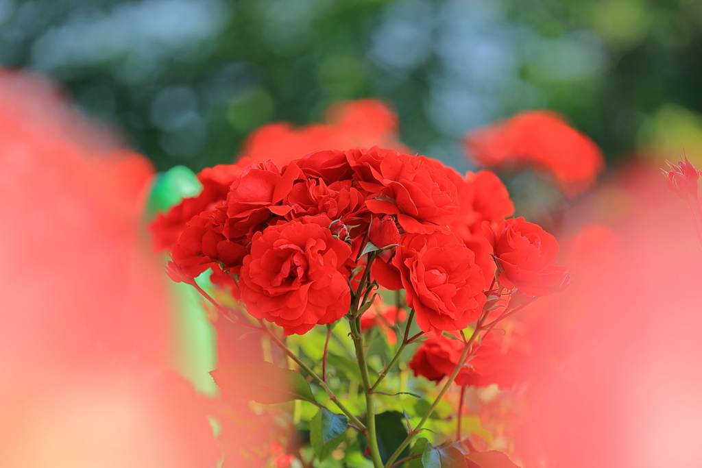 花束