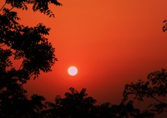 樹木と太陽