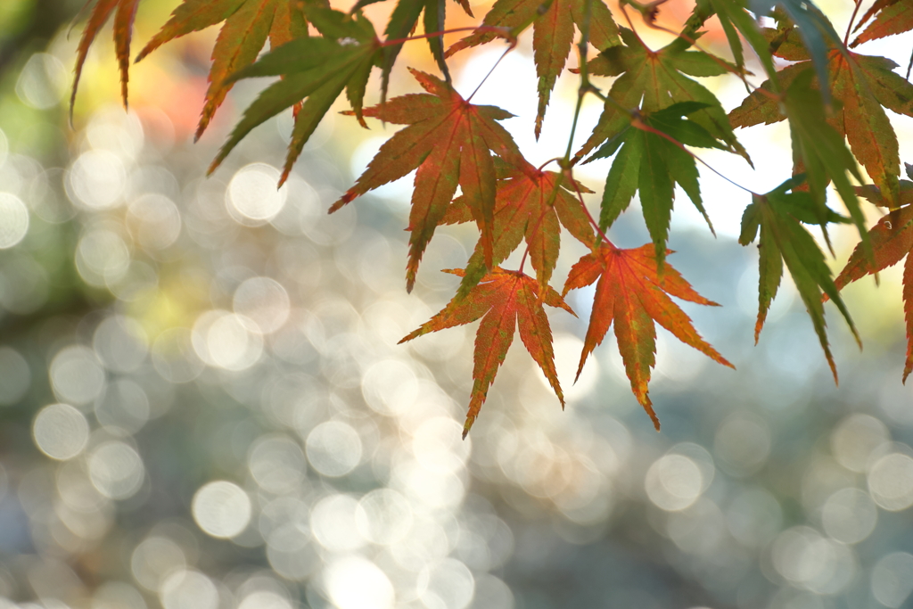 色ずく紅葉
