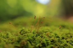 苔の森