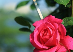 薔薇色