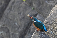 捕食