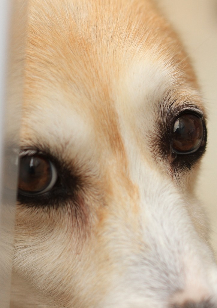 愛犬の眼差し