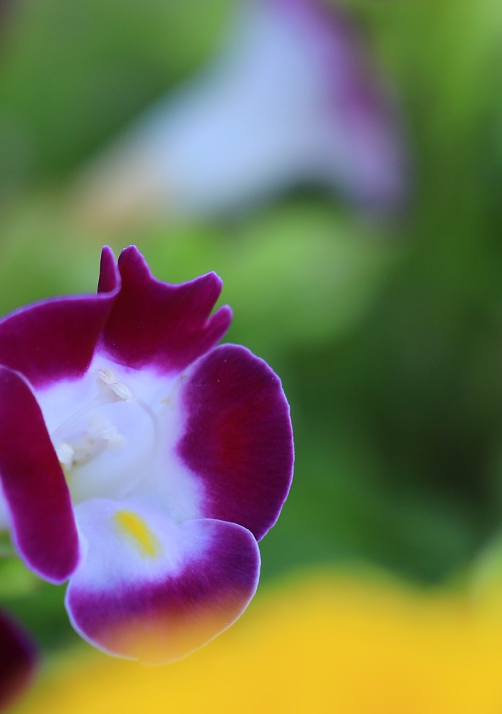 夏の小花