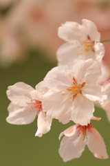 桜咲く