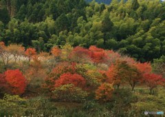 ちょこっと紅葉