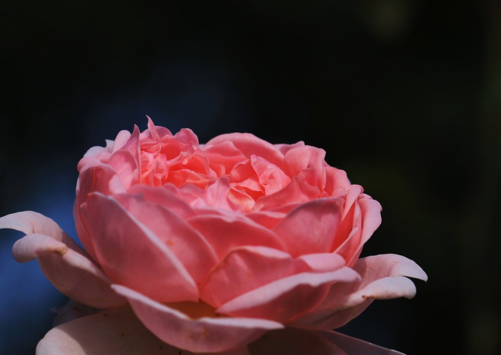 薔薇のこだわり