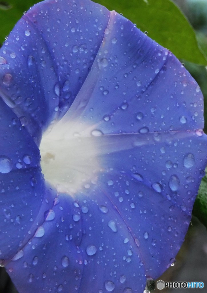 朝雨で濡れてます