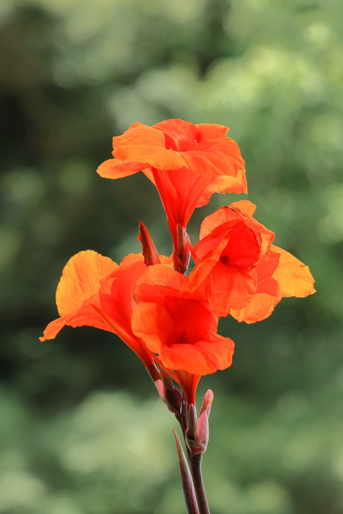 夏の花