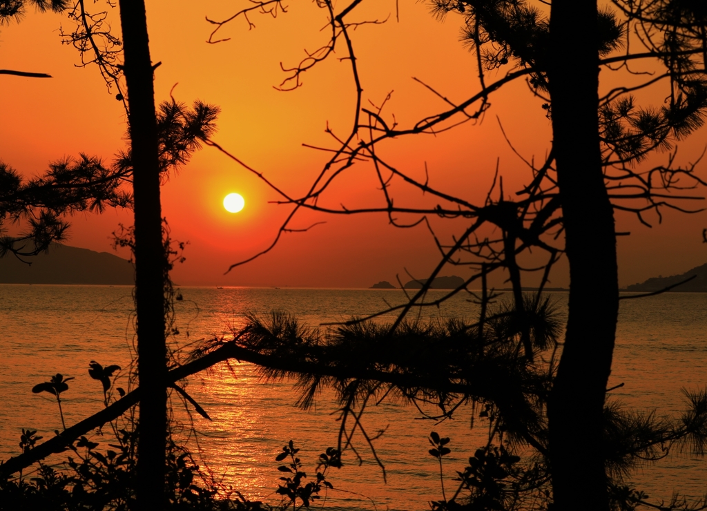 木陰からの夕焼け
