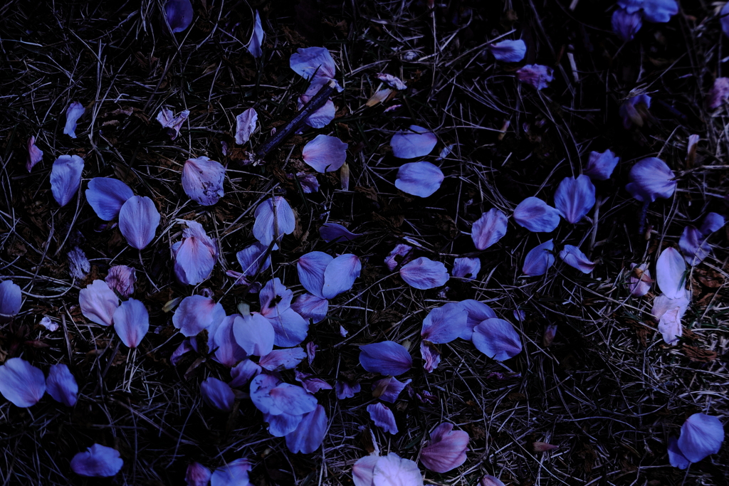 落花の舞