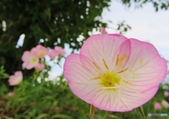可憐な華